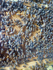 Bees in the honeycomb